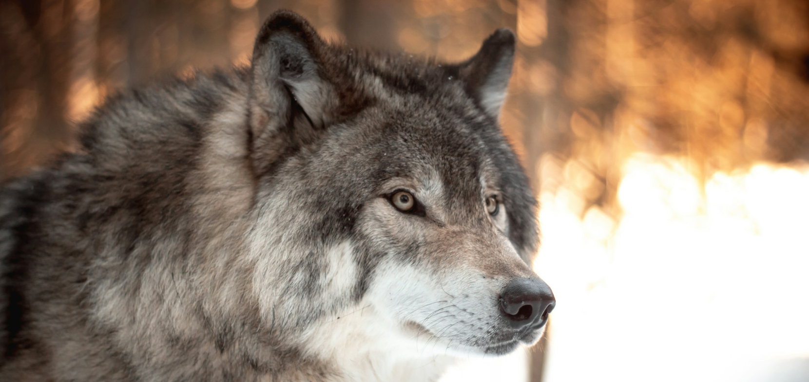 Der Wolf – und wir!